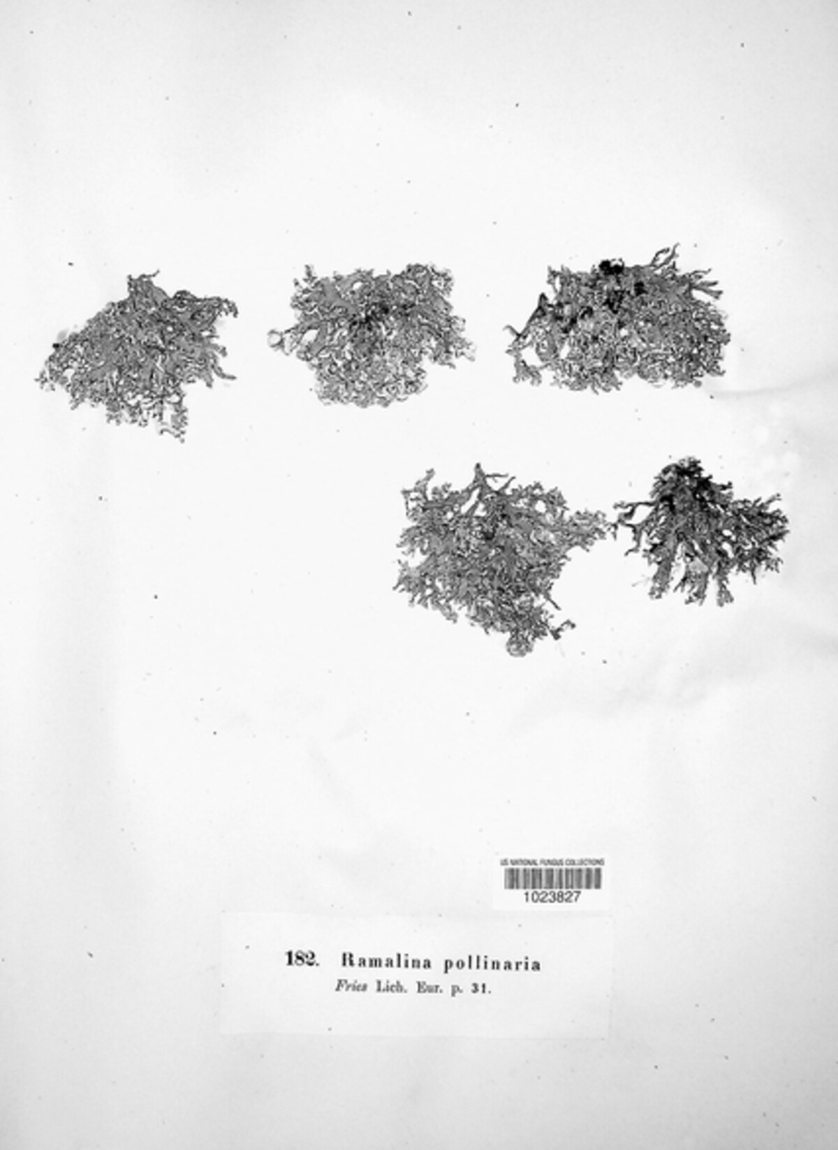 Ramularia polliniae image